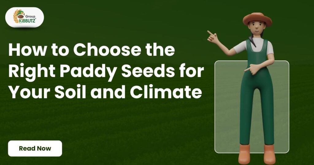 Choose the Right Paddy Seeds