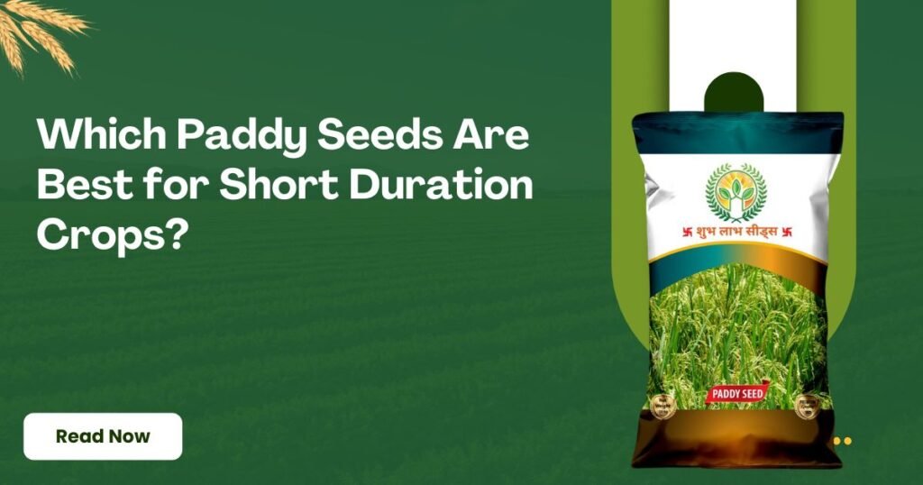 short duration paddy seeds