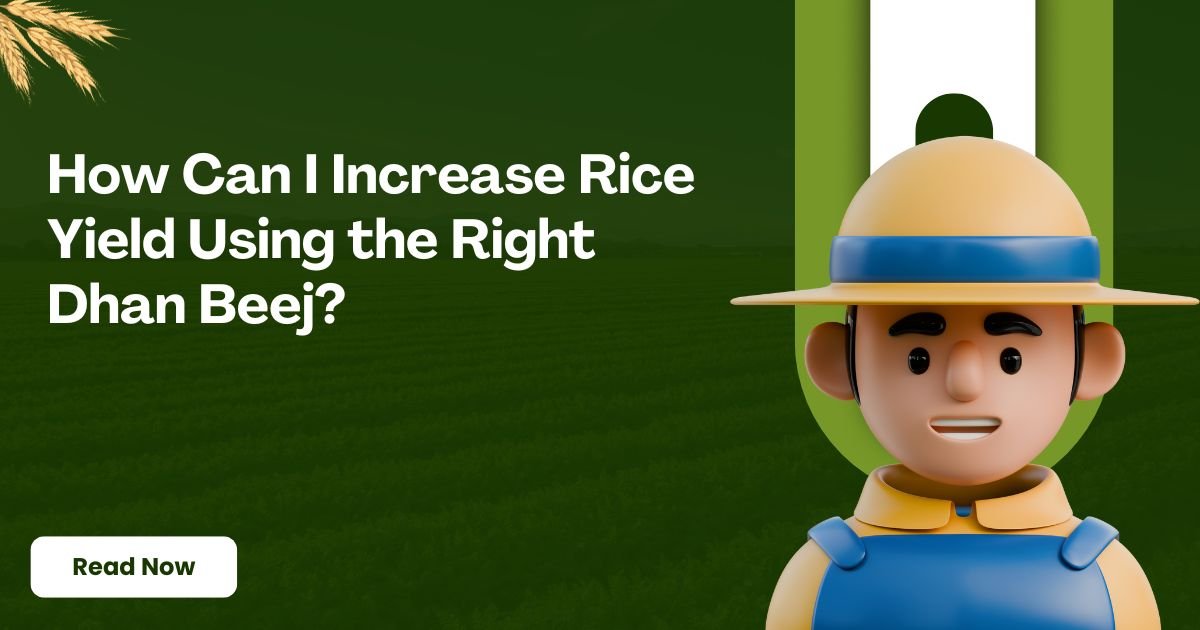 How Can I Increase Rice Yield Using the Right Dhan Beej?