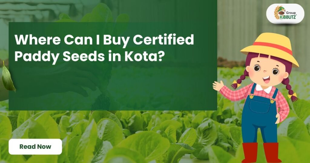 Certified Paddy Seeds in Kota