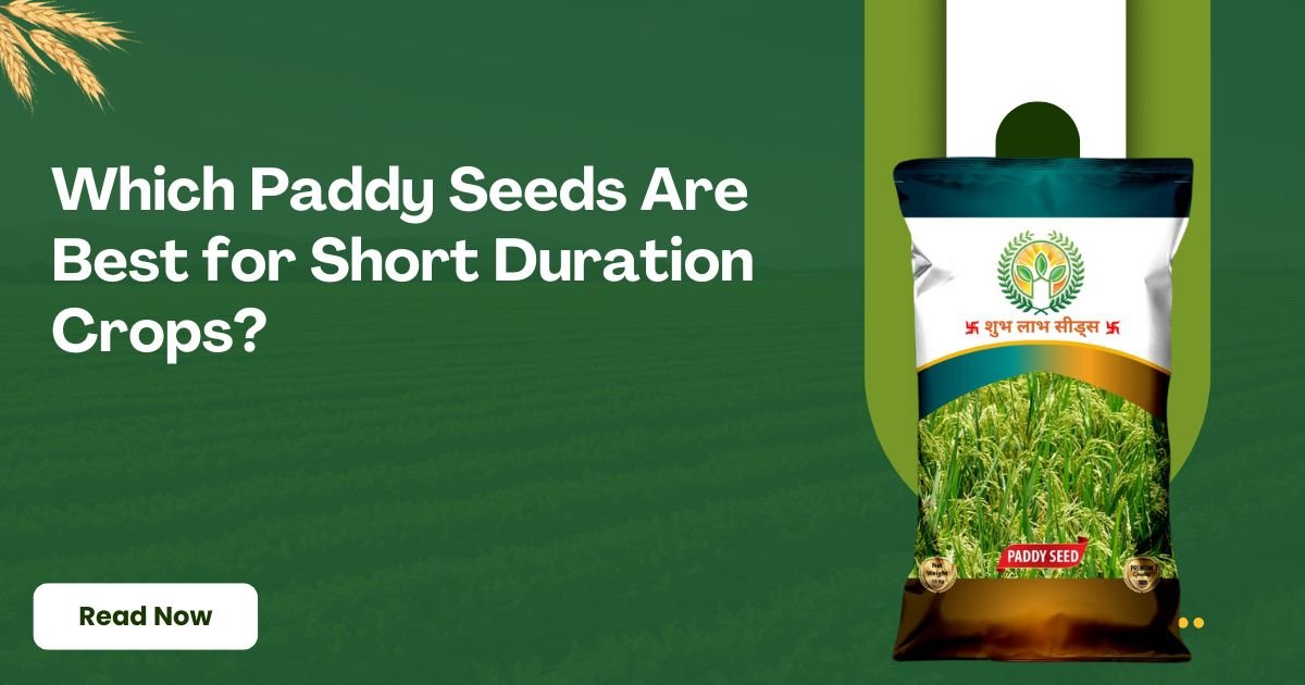Which Paddy Seeds Are Best for Short Duration Crops?