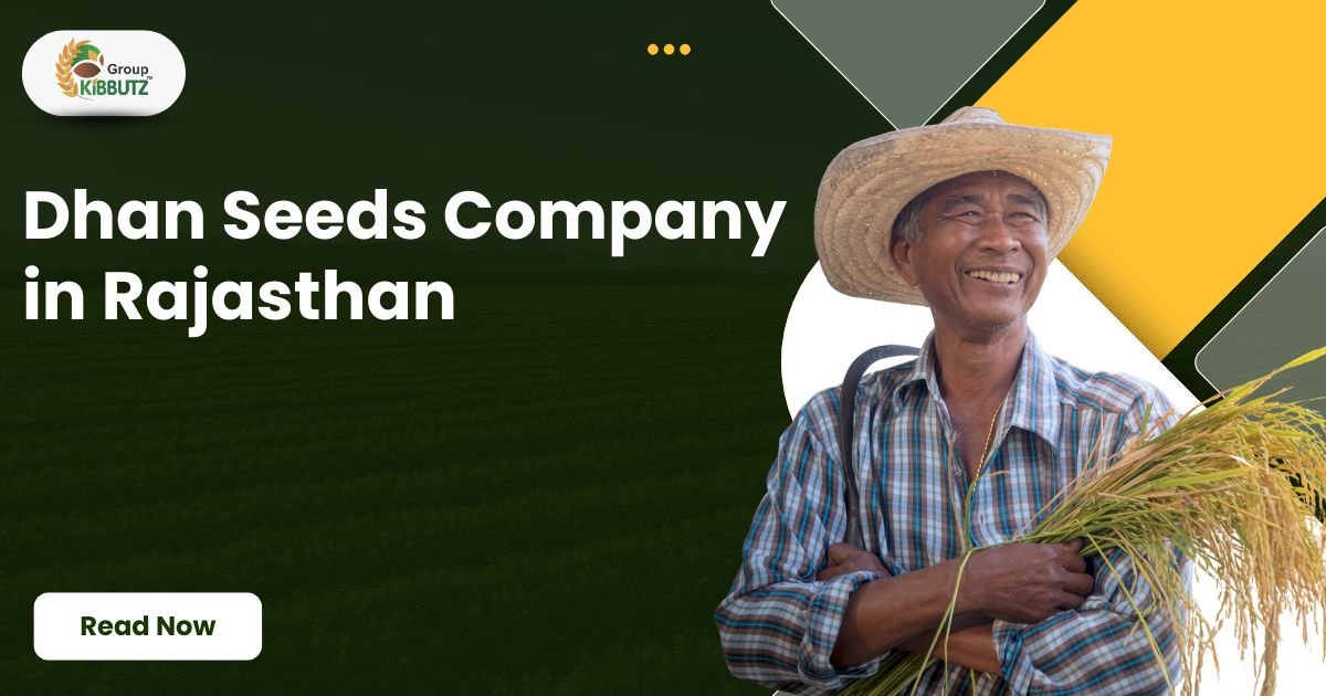 Best Dhan Seeds Company in Rajasthan: Your Guide to Better Paddy Farming