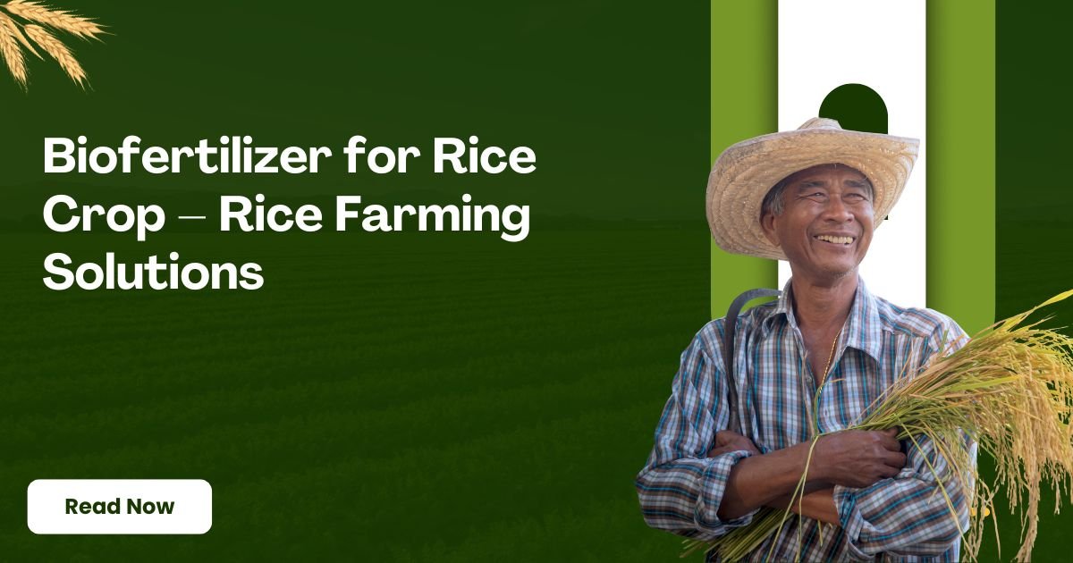 Biofertilizer for Rice Crop – Rice Farming Solutions