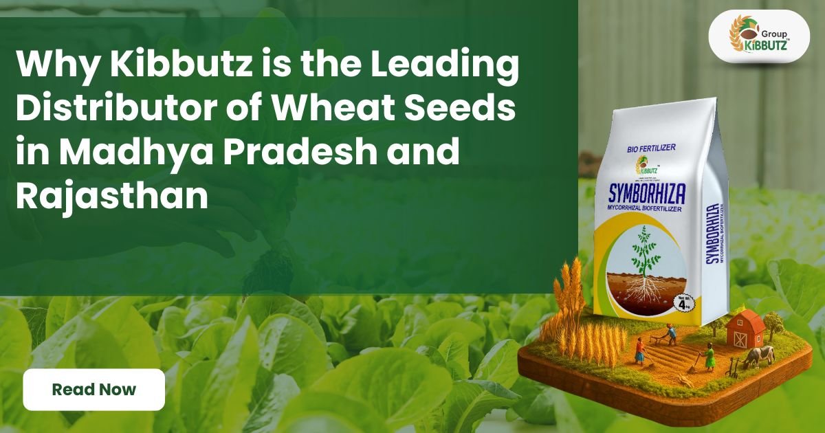 Why Kibbutz is the Leading Distributor of Wheat Seeds in Madhya Pradesh and Rajasthan