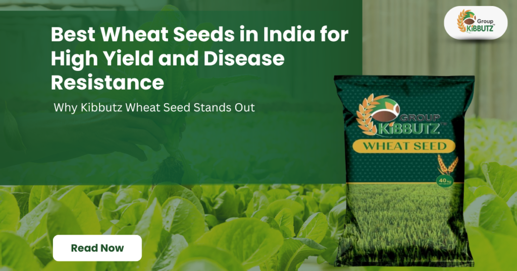 Best Wheat Seeds in India