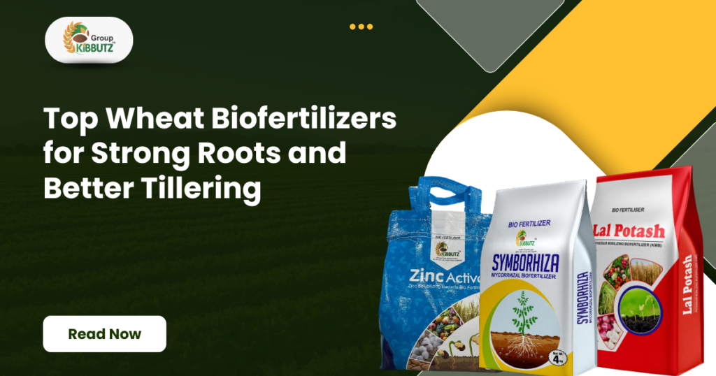 Top Wheat Biofertilizers