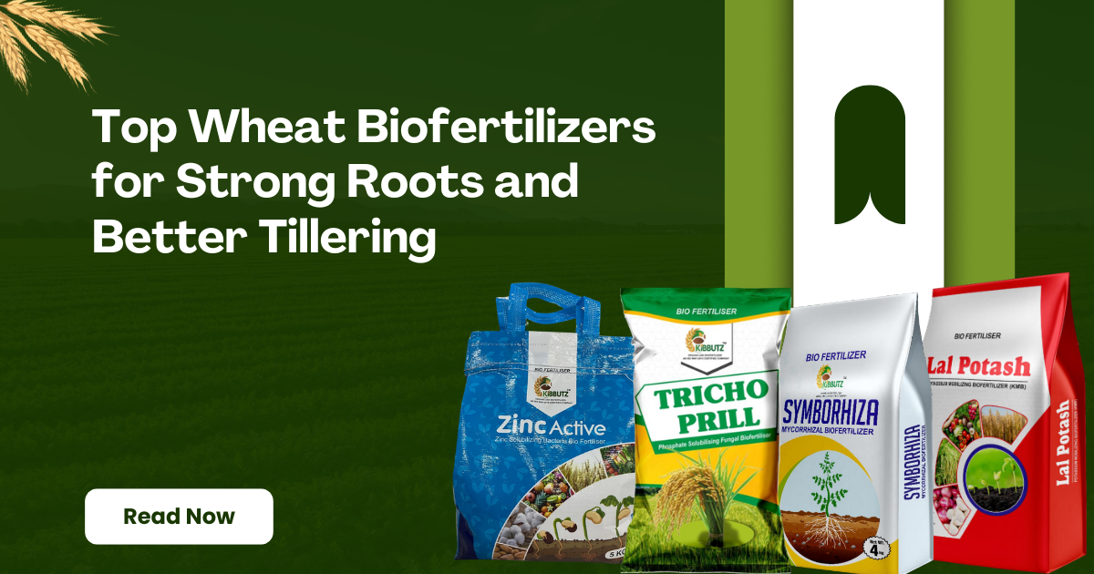 Top Wheat Biofertilizers for Strong Roots and Better Tillering
