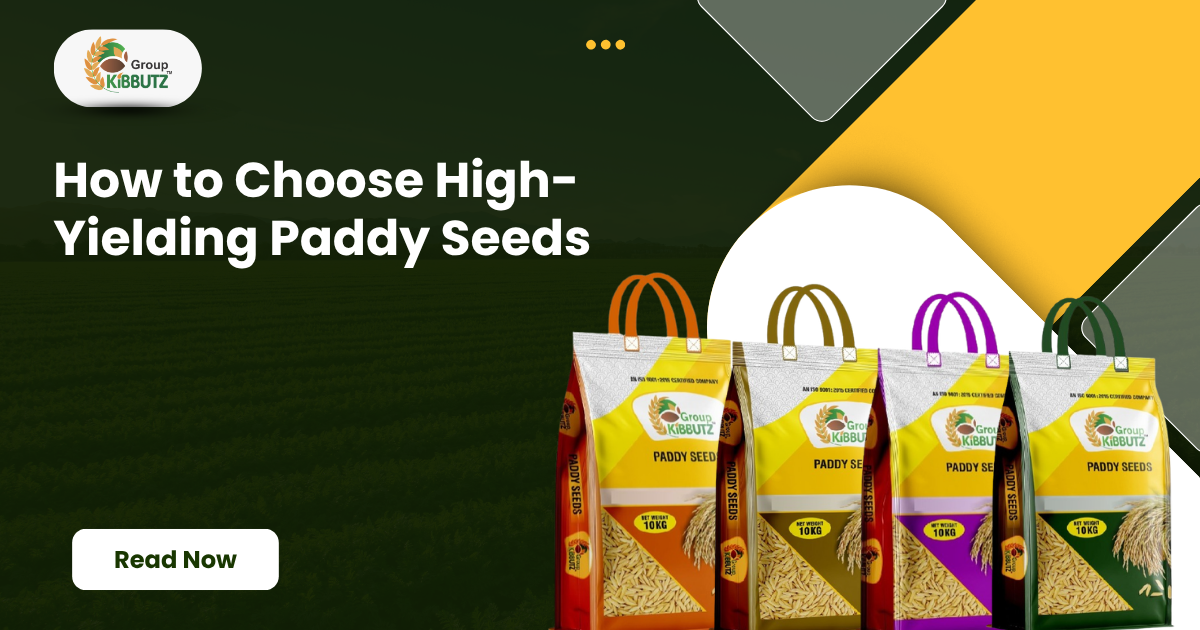 How to Choose High-Yielding Paddy Seeds (Complete Farmer Guide)
