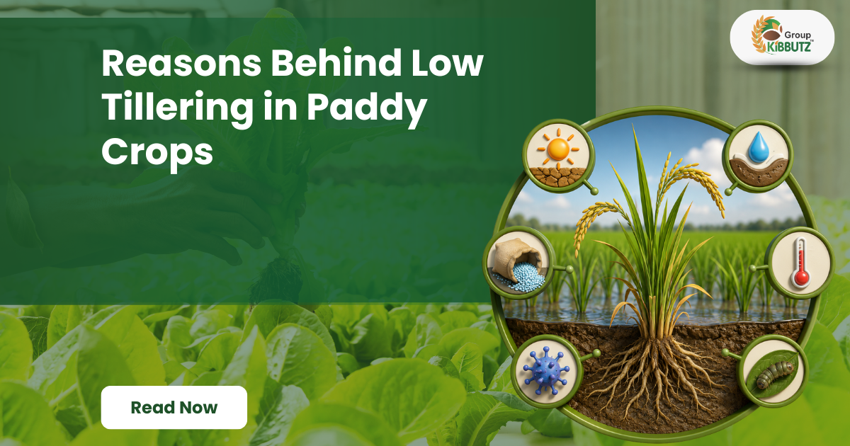 Reasons Behind Low Tillering in Paddy Crops