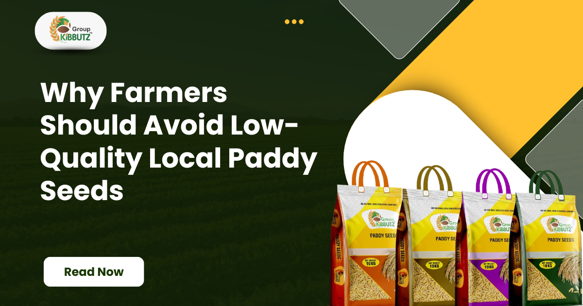 Why Farmers Should Avoid Low-Quality Local Paddy Seeds